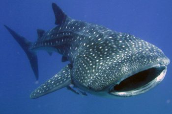 Whale Shark